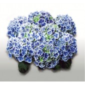 Гортензия Hydrangea BAVARIA